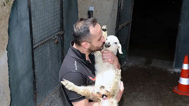 Talas'ta duygulandıran bayram hikayesi: Koyunlar sahiplerine teslim edildi