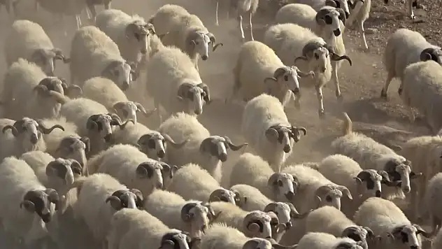 Talas'ta en güzel koyunu seçmek için yarışma düzenlenecek!