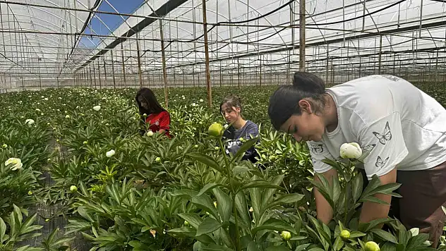 Tanesi toptancıya 150 TL'den satılıyor, Antalya'nın kritik değeri!
