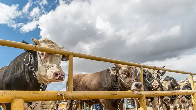 Tarım Bakanlığı'ndan yapay et ve hayvan pazarı iddialarına sert yanıt!