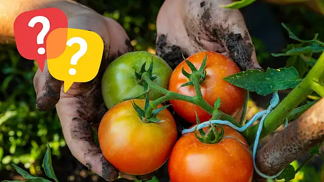 Tarım için toprak şart mı? Kayseri'de dikkat çeken proje!