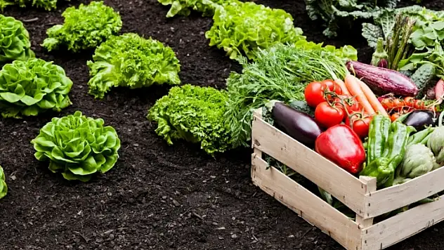 Tarım takvimi açıklandı: Cemreden hasada doğanın yol haritası