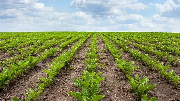 Tarımda istikrarın adı: Kayseri, dördüncü sırada