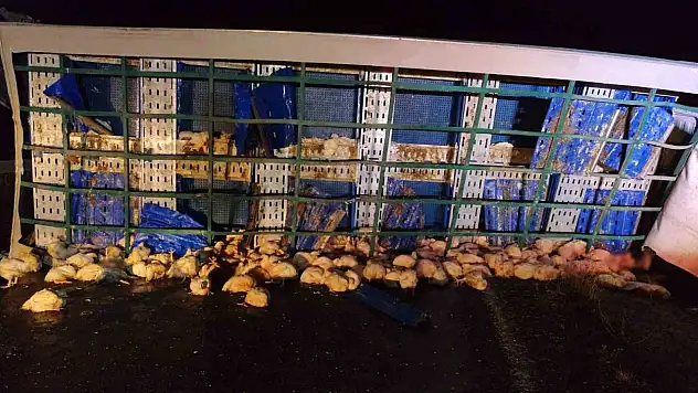 Tavuk yüklü tır devrildi, çok sayıda tavuk telef oldu