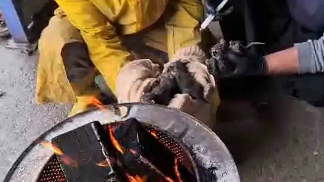 Çöpe bırakılan yavru kedileri temizlik işçileri kurtardı