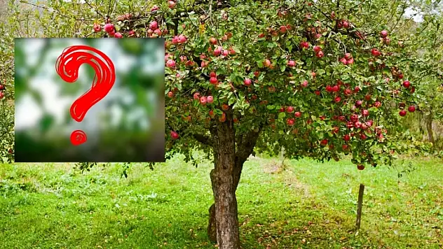 Temmuz ayında beklenmeyen görüntü! Kayseri'deki elma ağacı dikkat çekti