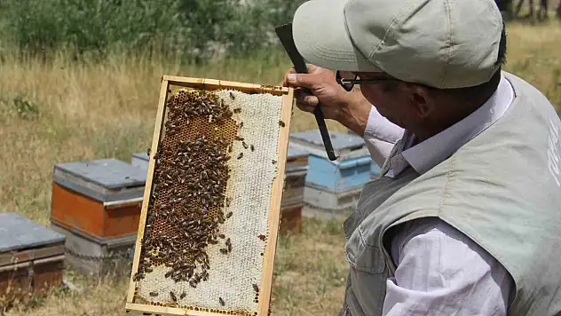 Coğrafi işaretli Zara Balı için sağım başladı