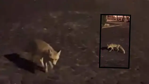 Tilki de beklemiyordu: Kendisiyle konuşan Kayserili gündem oldu!