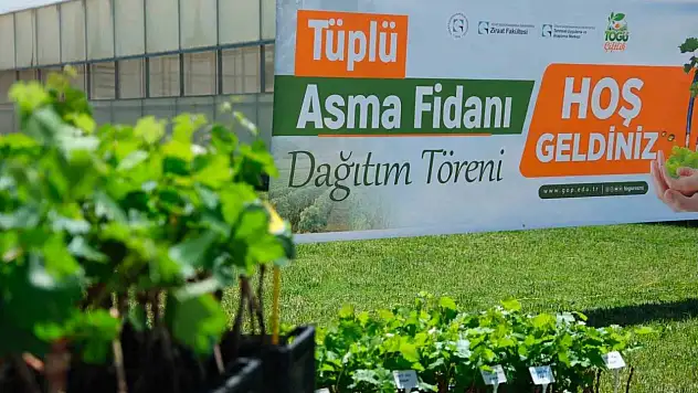 Tokat'ta üreticilere binlerce asma fidanı dağıtıldı