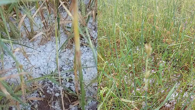 Tomarza'da çiftçiyi üzen rapor! Bazı tarlalarda hasar yüzde 70'e dayandı