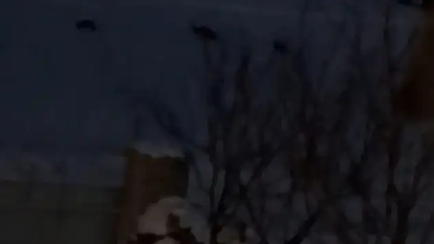 Tomarza'da kurt sürüsü görüldü!