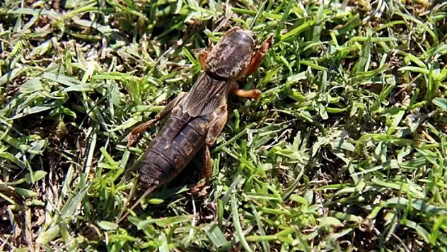 Toprağın altındaki sessiz tehdit: Dana Burnu Kayseri tarımını vuruyor