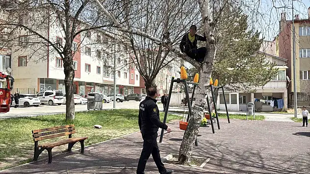 Sivas'ta ağaçta mahsur kalan çocuğu itfaiye kurtardı