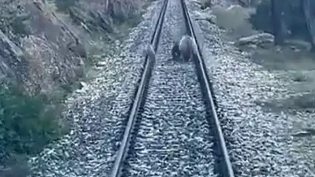 nne ayı ve 2 yavrusu tren yolunu kapattı