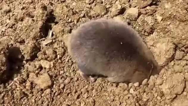 Tunceli'de sevimli köstebek yuva yaparken kameralara yansıdı!