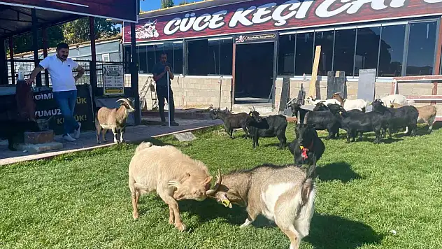İki keçiyle başlamıştı: Cüce keçiye yoğun talep