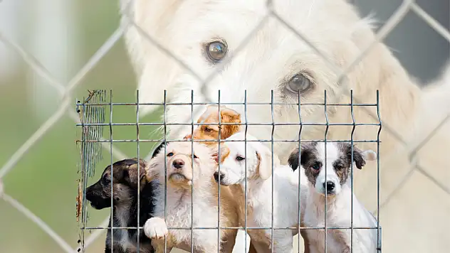 Türkiye'de parmakla gösterilen o projede: Yeni adım!