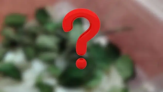 Türkiye'de sadece iki kişide var, biri Kayseri'de... Egzotik canlının sahibiyle özel röportaj!