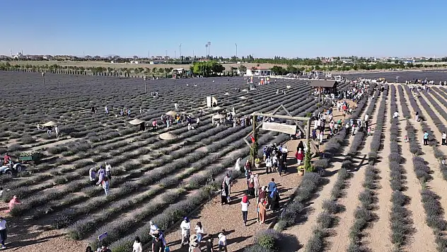 Türkiye'nin en büyük Lavanta Bahçesi'nde festival heyecanı