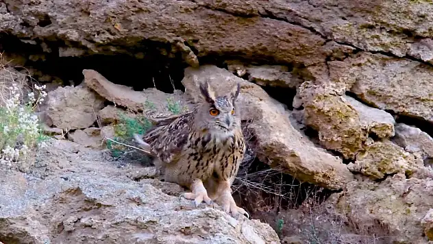 Tilki boyutunda dev baykuş görüntülendi