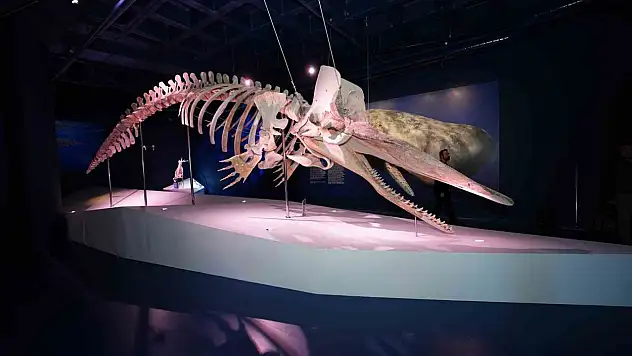 Türkiye'nin ilk Balina iskeleti sergisi yoğun ilgi görüyor