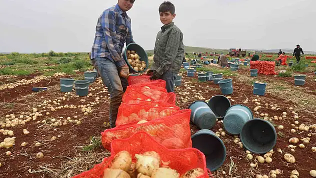 Türkiye'nin sınırında soğan hasadı başladı