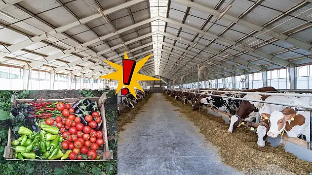 Türkşeker'den flaş hamle! Kayseri'de hayvancılık ve tarımda yeni dönem