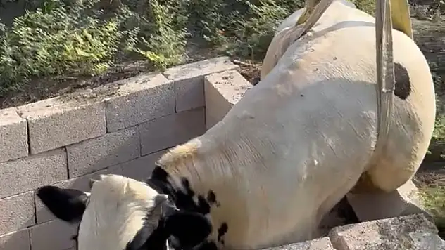 Adana'da ilginç kurtarma operasyonu