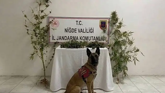 Niğde'de şüphelinin evinde arama: 350 gram uyuşturucu bulundu