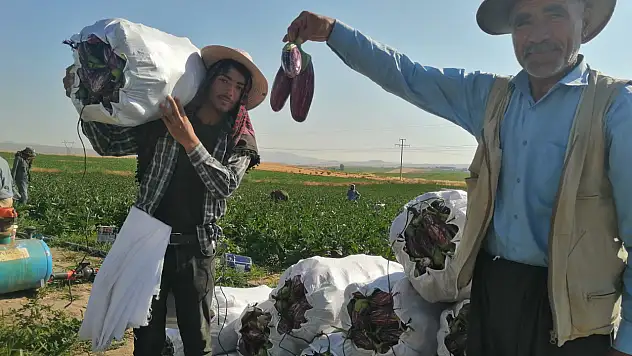 Üreticiler erkenden tarlanın yolunu tutuyor: Yamula patlıcanı hasadı başladı!