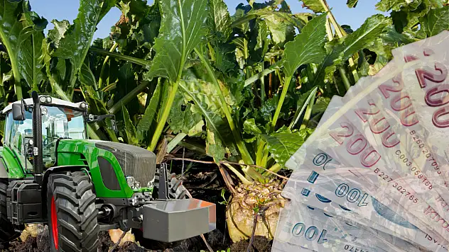 Üreticilere önemli haber: Türkşeker pancar alım fiyatını açıkladı! İşte o rakam...