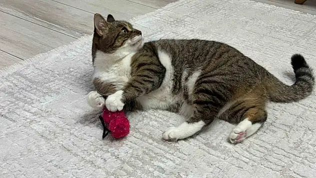 Uzmanından evcil hayvanlarda aşı uyarısı geldi