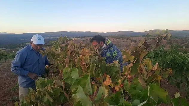 Konya'da Bağcının Sıfır Maliyetli Kuş Savar Mücadelesi