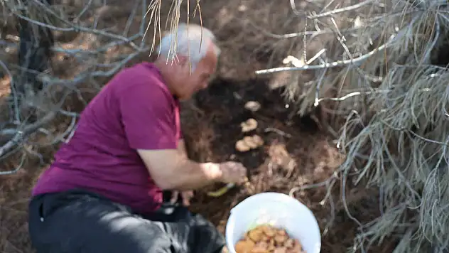 Sonbahar yağışları Kozan ormanlarını mantarla doldurdu: Kilosu 300 liraya ulaştı