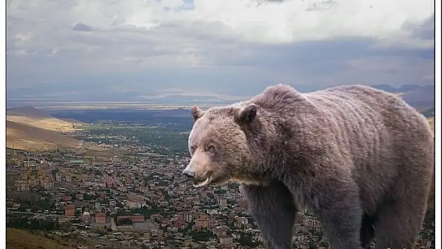 Yahyalı'da ayı alarmı: Çiftçiler doğadan gelen tehditle karşı karşıya