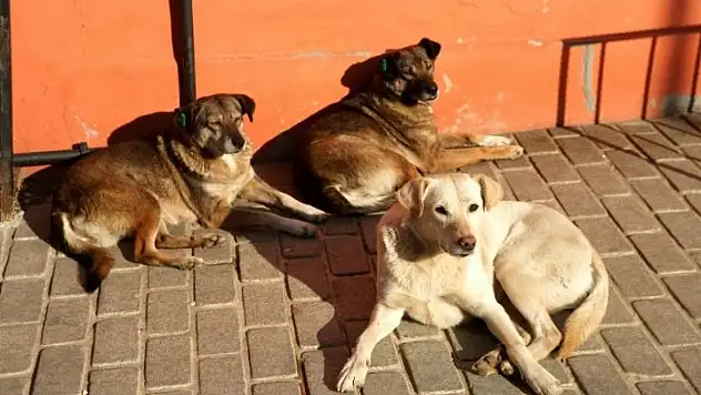 Yahyalı'da başıboş köpek paniği! Vatandaşlar endişeli
