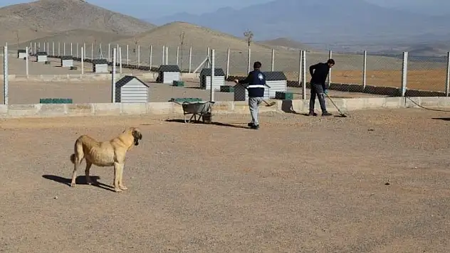 Yahyalı'da sokak hayvanları için örnek proje hayata geçti