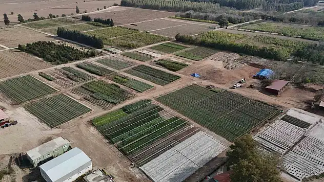 Adana Orman'dan 5 milyon fidan!