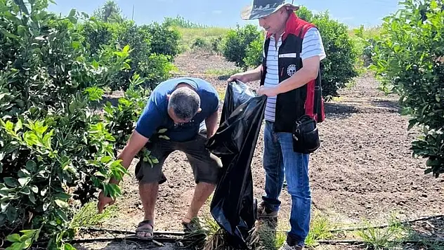 Yanan turunçgillerin meyve sineği üretmemesi için çalışmalar başlatıldı!