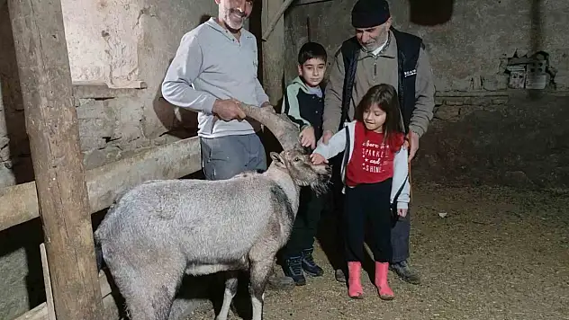 Yaralı halde buldular, iyileştirip adını 'Garip' koydular