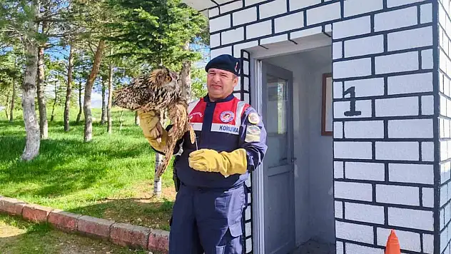 Tel Örgülere Takılan Puhu Kuşunu Jandarma Ekipleri Buldu