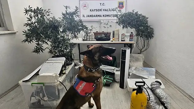 Kayseri'de kenevir eken şahıs yakalandı