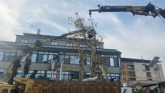 Yaşı 200'e yaklaşan çınar ağacı budandı