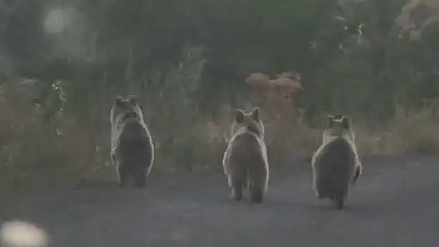 Yavru ayılar otomobilin önünü kesti!