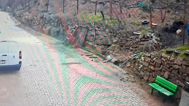 Yerleşim alanına inen kurt görüntülendi!
