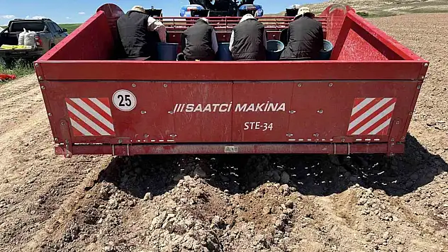 Niğde'de geliştirildi, Sivas'ta toprakla buluştu