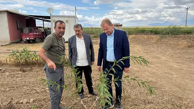Yeşilhisar'da yeni bir ürün yetiştiriliyor!