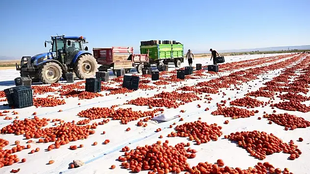 Yeşilhisar'ın domatesi güneşte kuruyor, dünyaya ulaşıyor!