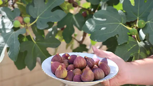 Yetişmesi zor bilinen inciri apartman bahçesinde yetiştirdi