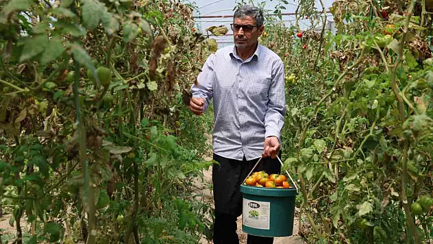 Ejder Meyvesinden Vazgeçti, Domates ve Salatalıkla Kazandı